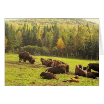 Maine Buffalo Greeting Cards