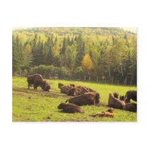 Maine Buffalo Postcard