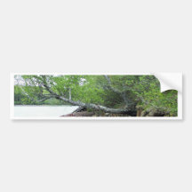 Maine Coast Bumper Sticker