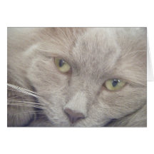 Maine Coon Cards