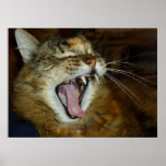 Maine coon cat 2 Poster
