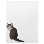 Maine Coon Cat Letterhead