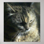 Maine coon cat Poster