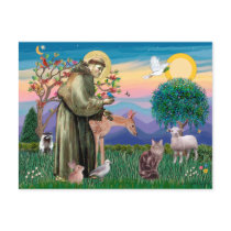 Maine Coon Cat  - St Francis Postcard