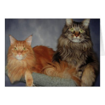 Maine Coon Cats blank greeting cards