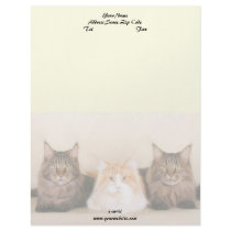 Maine Coon Cats Letterhead Design