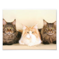 Maine Coon Cats Photographic Print