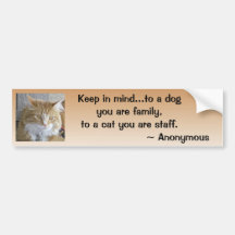 Maine Coon Close Up Photograph Bumper Sticker