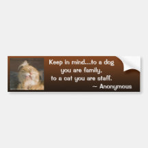 Maine Coon Close Up Photograph Bumper Sticker