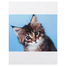 Maine Coon Flyer