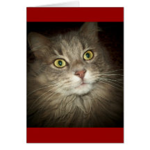 Maine Coon Greeting Card