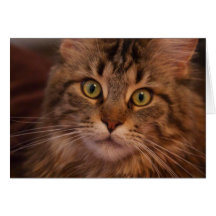 Maine Coon greeting card