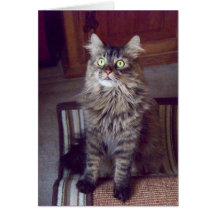 Maine coon Greetings (blank) Greeting Card