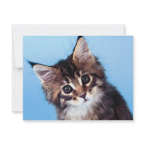 Maine Coon Invitations