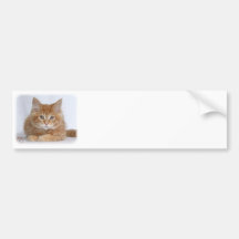 Maine Coon Kitten 9Y226D-373a Bumper Stickers