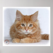 Maine Coon Kitten 9Y226D-373a Poster