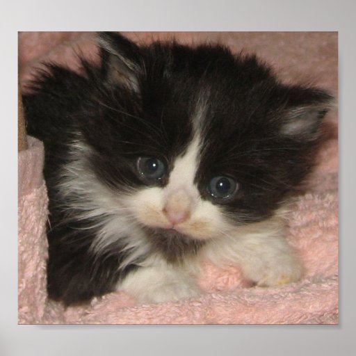 Maine Coon Kitten Poster