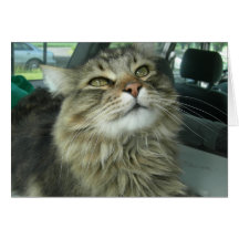 Maine Coon kitty Greeting Cards