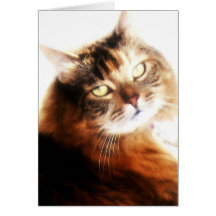 Maine coon note Card