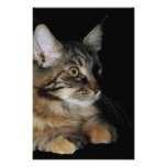Maine Coon Photo Enlargement