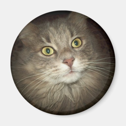 Maine Coon Refrigerator Magnets