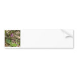 Maine Lady Slipper Orchids in Wells Maine - photo bumper stickers