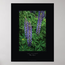 "Maine Lupines" Poster