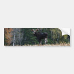 Maine Moose Yearling Bumper Sticker