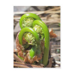 Maine Spring Postcard
