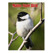 Maine State Bird - Black-capped Chickadee Postcard