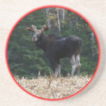 Maine Yearling Bull Moose Coaster