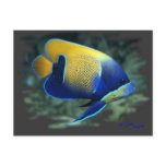 Majestic Angel Fish