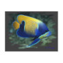 Majestic Angel Fish