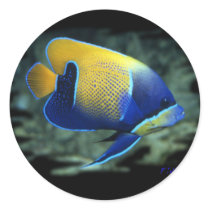 Majestic Angel Fish