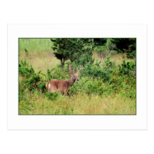 'Majestic Buck' Postcard