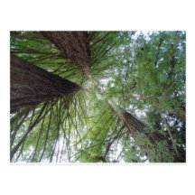 Majestic Coast Redwoods Post Card
