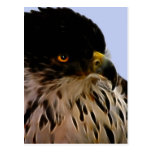 Majestic eagle postcards