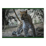 Majestic Leopard Cards