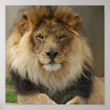 MAJESTIC LION POSTER
