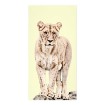 Majestic Lioness Photo Card Template