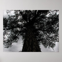 Majestic Pine Poster