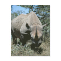 Majestic Rhino Postcard