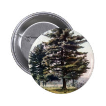 Majestic White Pine Tree
