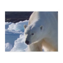 Majestic wild Polar bear Post Card