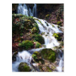 Majestueux Cartes Postales