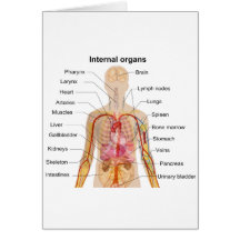 Major Internal Organs in the Human Body Chart Cards