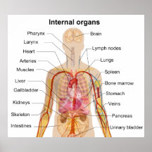 Major Internal Organs in the Human Body Chart Posters
