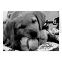 Major League Puppy - Greeting & Note Cards