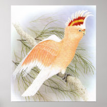 Major Mitchell's Cockatoo - Cacatua leadbeater Print