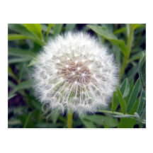 Make A Wish Postcard